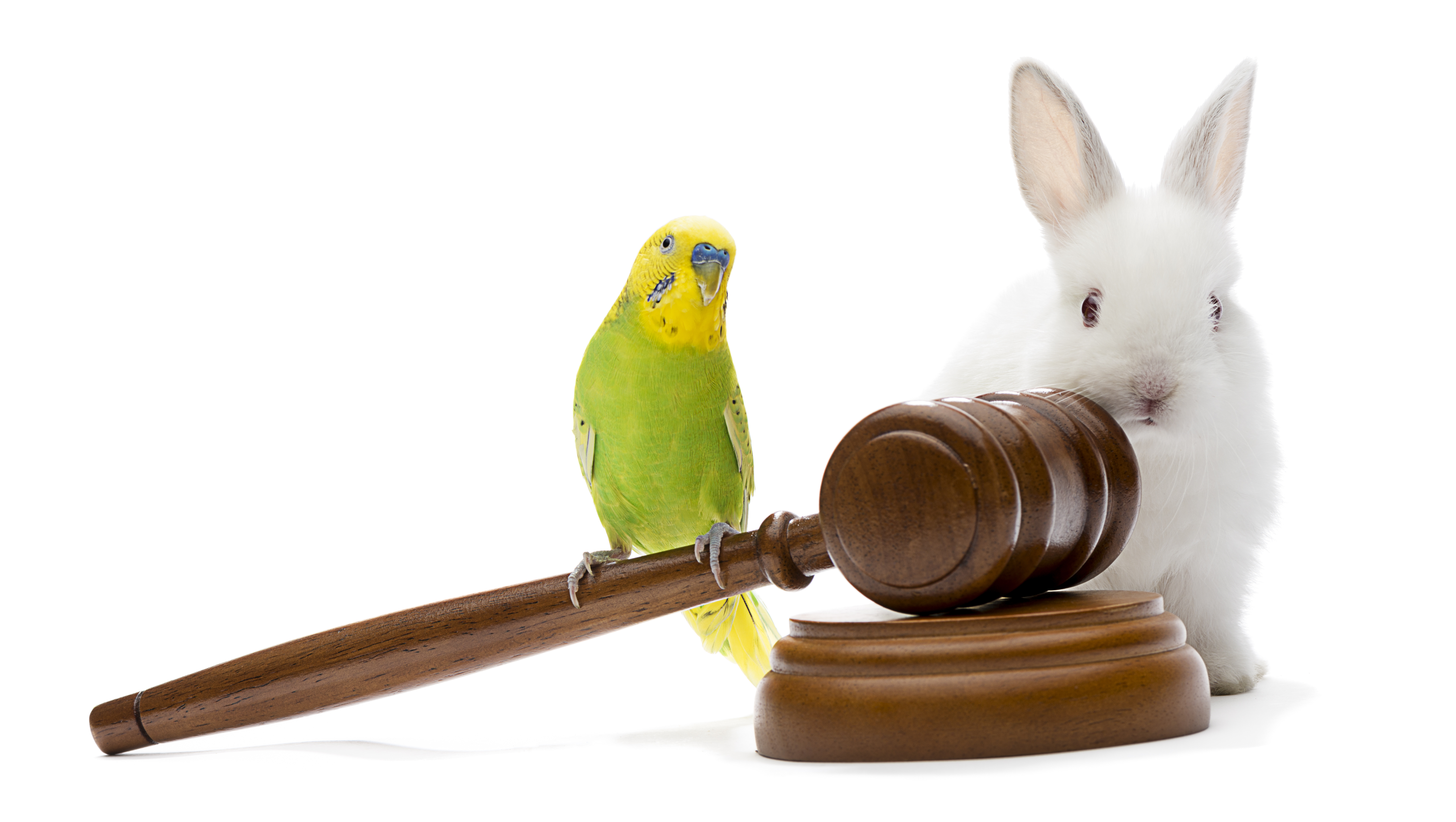 Animal law Animal law