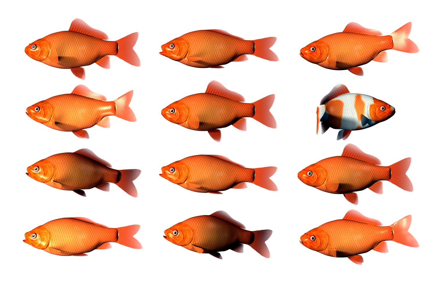 Fish Fish